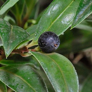 Sarcococca humilis