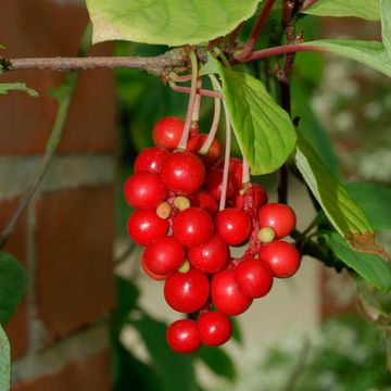 Schisandra chinensis