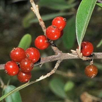 Shepherdia argentea