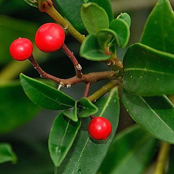 Skimmia japonica