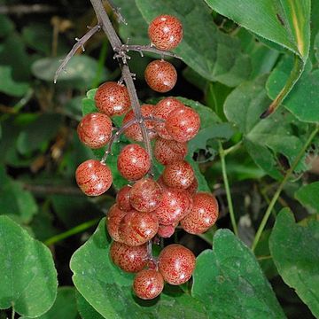 Smilacina racemosa