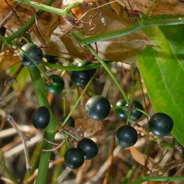 Smilax hispida