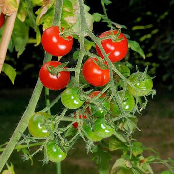 Solanum lycopersicum