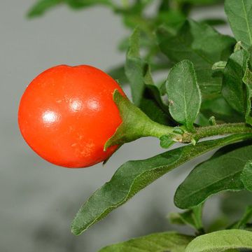 Solanum pseudocapsicum