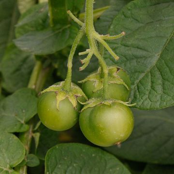 Solanum tuberosum