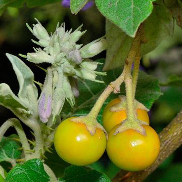 Solanum vespertilio