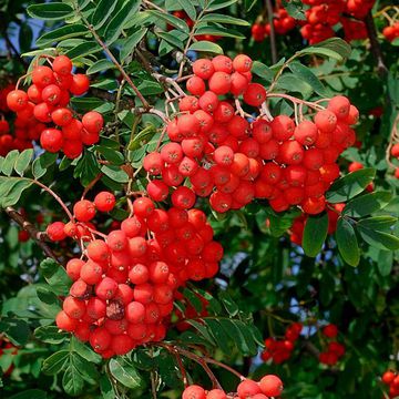 American Mountain Ash