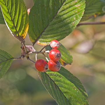 Whitebeam