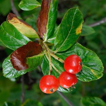 Sorbus chamaemespilus