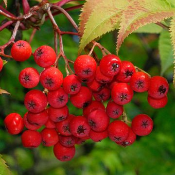 Sorbus commixta