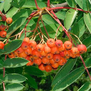 Northern Mountain Ash