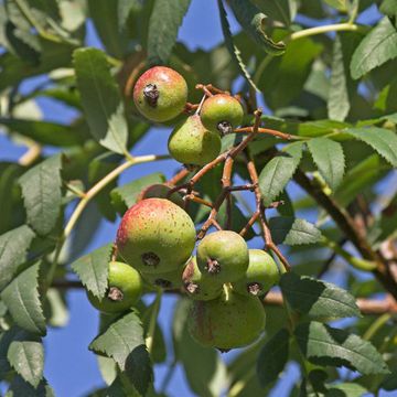 Sorbus domestica