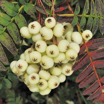 Sorbus fruticosa