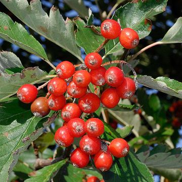 Swedish Whitebeam