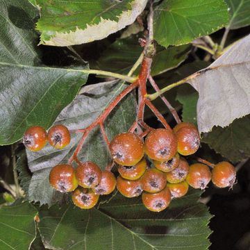 Sorbus latifolia agg.