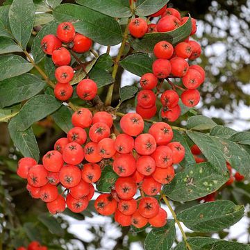 Sorbus × meinichii