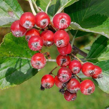 Grey-leaved Whitebeam