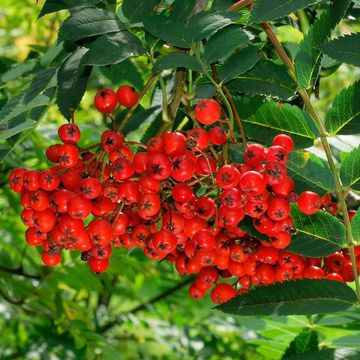 Western Mountain Ash