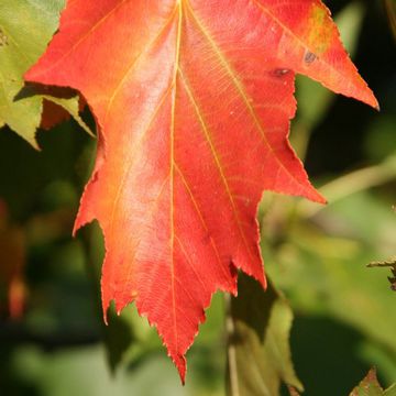 Sorbus torminalis