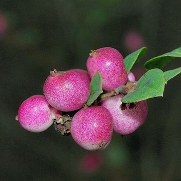 Symphoricarpos × chenaultii