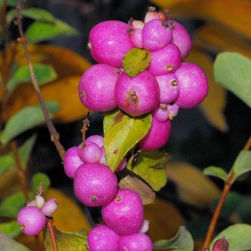 Symphoricarpos × doorenbosii