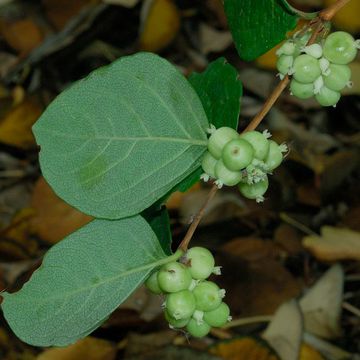 Western Snowberry