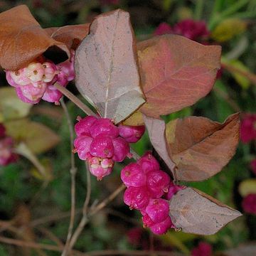 Coralberry