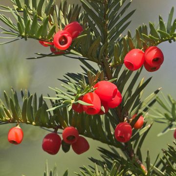 Taxus baccata