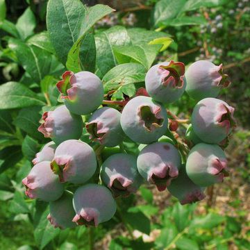 Highbush Blueberry