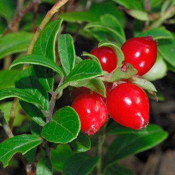 Vaccinium vitis-idaea "Koralle"