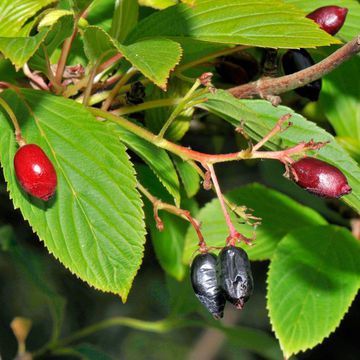 Bodnant Viburnum