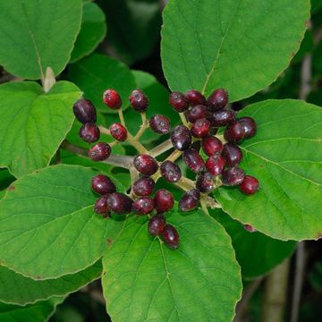 Viburnum cotinifolium