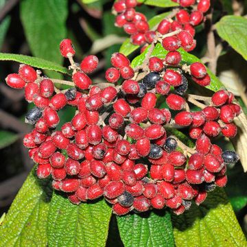 Viburnum rhytidophyllum