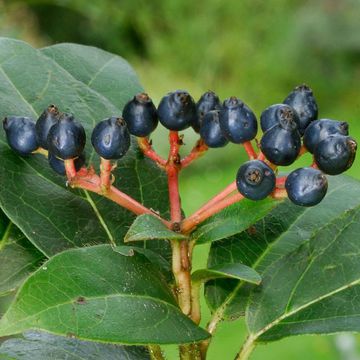 Viburnum tinus