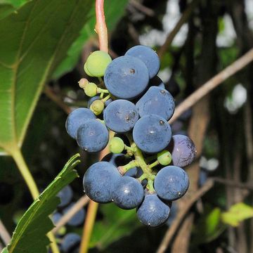 Vitis riparia