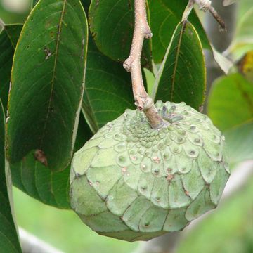 Annona cherimola