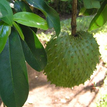 Soursop