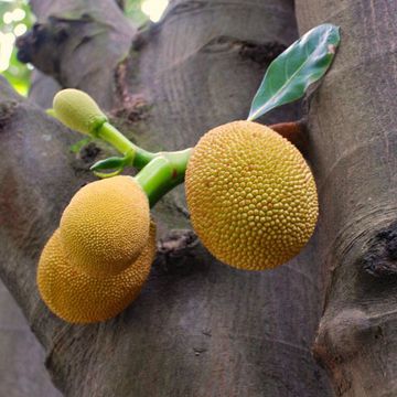 Artocarpus heterophyllus