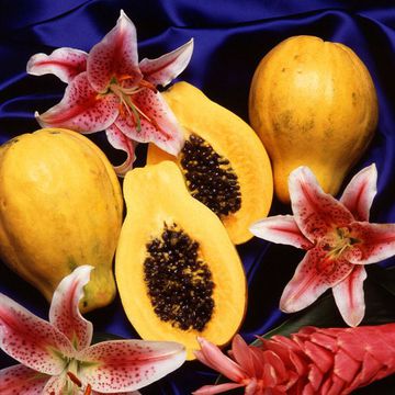 Carica papaya