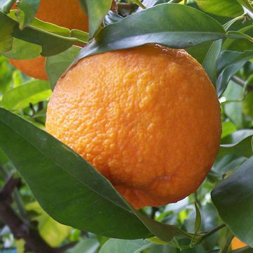 Citrus aurantium