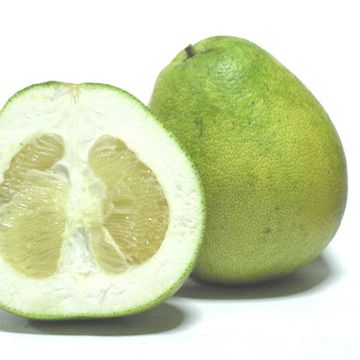 Citrus maxima