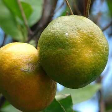 Citrus reticulata