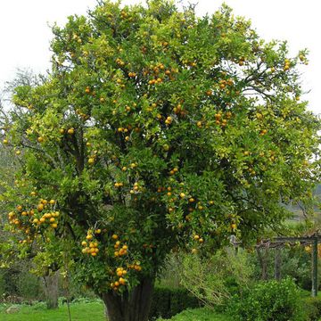 Citrus sinensis