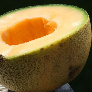 Muskmelon