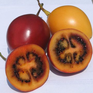 Tree tomato