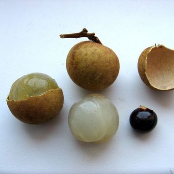 Longan