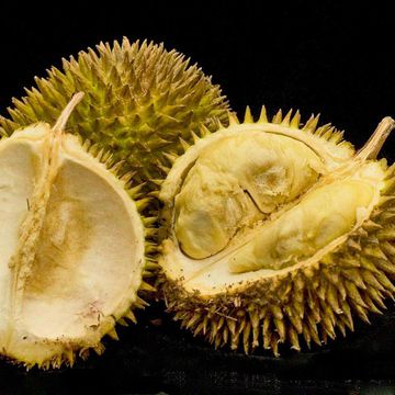 Durian