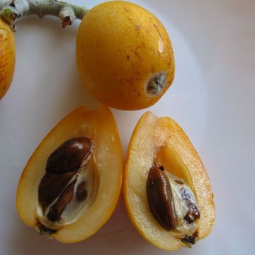 Loquat