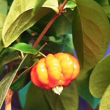 Surinam Cherry