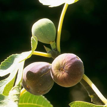 Ficus carica